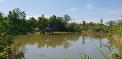 ขายบ้านไม้ทรงไทยพร้อมที่ดิน 30 ไร่ หมู่บ้านหนองนกกะเรียน ราชบุรี