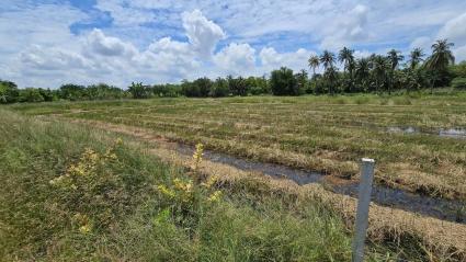 ขายด่วนที่ดิน 600 ตรว ติดถนนสาธารณะ ต.มหาสวัสดิ์ อ.พุทธมณฑล จ.นครปฐม