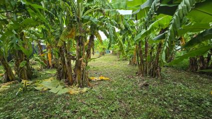 ขายที่ดินพัฒนาการ 191 ตรว ติดถนนลาดยางสาธารณะ ถมแล้ว ซ.พัฒนาการ 96 ประเวศ กทม.
