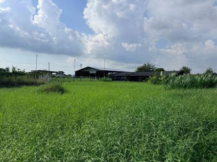 ขายด่วนที่ดิน 182 ตรว เหมาะสร้างบ้านสวน ต.สวนป่าน อ.เมืองนครปฐม จ.นครปฐม