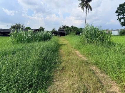 ขายด่วนที่ดิน 182 ตรว เหมาะสร้างบ้านสวน ต.สวนป่าน อ.เมืองนครปฐม จ.นครปฐม